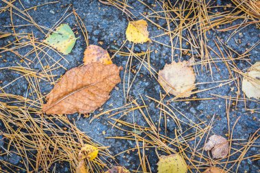 Ağaçtan düşen huş sarısı yapraklar bir sonbahar gününde asfalt yolda yatıyor.