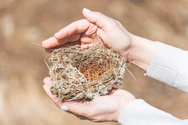 Ormanda dişi ellerde ot, dal ve çam iğnelerinden kuşlar tarafından yapılan sağlam yuva.