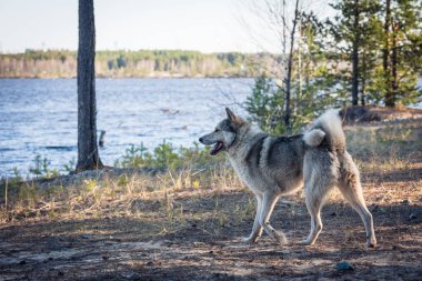 Sokak köpeği husky yürür ve nehir kıyısında dinlenmek ten yiyecek talep.