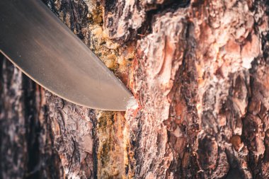 Çam ağacında orman keskin bıçak. Çeşitli hastalıkların tedavisi için çam reçinin çıkarılması ve toplanması.