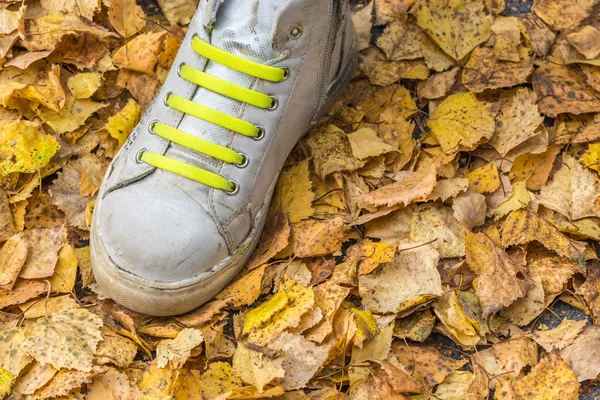 Leg of child with baby sneakers and green laces for running on yellow leaves on an autumn day.