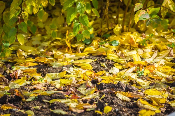 Spireas falne gule blader ligger på bakken . – stockfoto