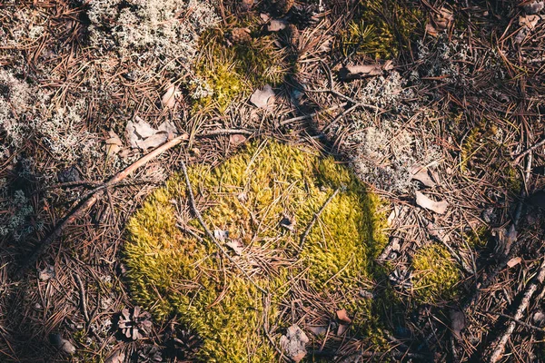 Morbido muschio umido cresce sul terreno nella foresta . — Foto Stock