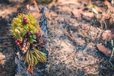 Çam ahşap kabuğu üzerinde orman kompozisyon bulunan koniler, kızılcık, yosun ve iğneler.