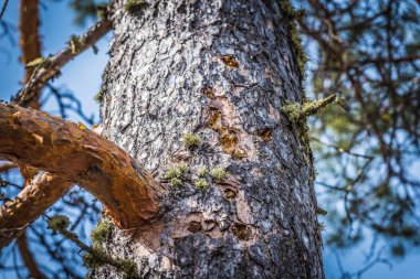 İyileştirici gücü olan uzun çam ağacı ormandaki kabuk böcekleri tarafından yenir..