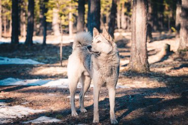 Başıboş köpek kırması yiyecek aramak için ormanda yürüyor..