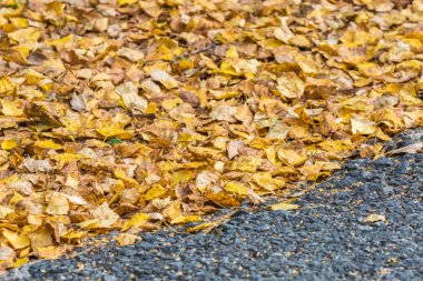 Ağaçtan düşen huş sarısı yapraklar bir sonbahar gününde asfalt yolda yatıyor.