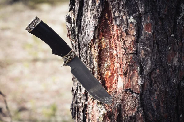 Foresta coltello affilato in pino. Estrazione e raccolta di resina di pino per il trattamento di varie malattie . — Foto Stock