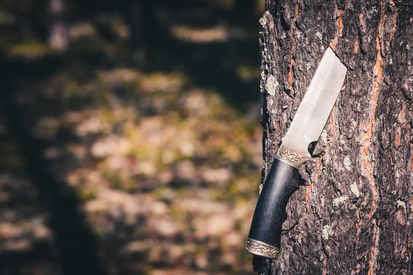Camping knife stuck in pine tree in the forest.