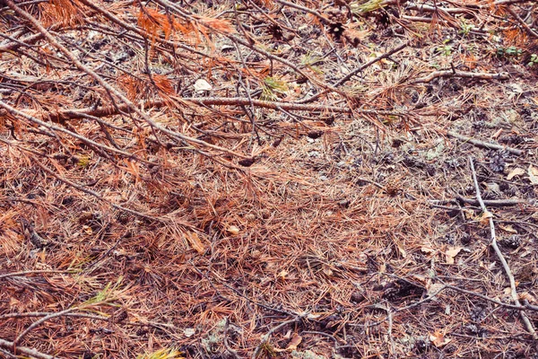Πευκοβελόνες από νεαρά πεύκα με θεραπευτικές δυνάμεις στο δάσος. — Φωτογραφία Αρχείου