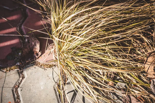 Dry grass after harsh winter. — Stock Photo, Image