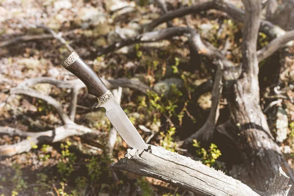 Cuchillo largo para caminar y viajar atascado en un árbol caído en el bosque . — Foto de Stock