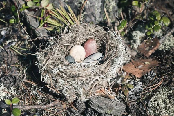 Opuštěné hnízdo z trávy, větviček a piniových jehličí s malými oblázky uvnitř lesa. — Stock fotografie