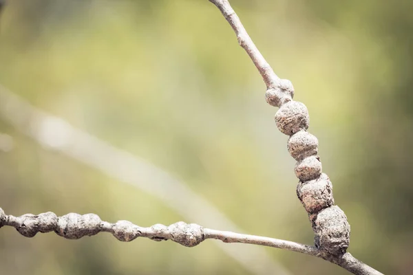 Espinilla ramas de álamo en el día de primavera . — Foto de Stock