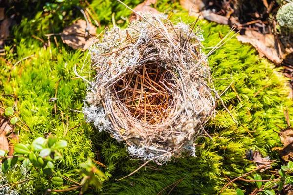 Polkl opuštěné hnízdo vyrobené ptáky z trávy, větví a jehličí borovic na zeleném mechu v lese během jarního dne. — Stock fotografie