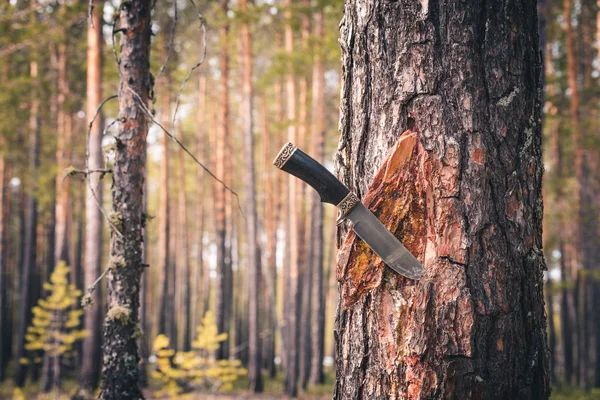 Bos scherp mes in Pine Tree. Extractie en inzameling van dennen hars voor de behandeling van verschillende ziekten. — Stockfoto