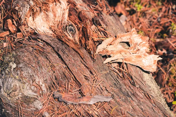 Кора сосны расположена на дереве, как маска с глазами в лесу . — стоковое фото