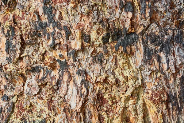O latido carbonizado de árvore grande . — Fotografia de Stock