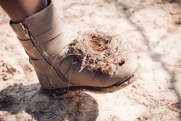 Een leeg nest gemaakt door vogels uit gras, takken en dennennaalden op Womens schoen. — Stockfoto