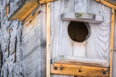 Kuşları beslemek için iyi bir besleyici, ormandaki çam ağacına çivilenmiş. Close.