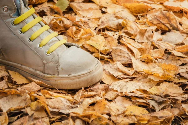Leg of child with baby sneakers and green laces for running on yellow leaves on an autumn day.