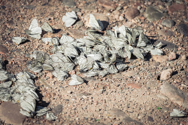 White butterflies gathered in bunch bask in the sun on summer day.