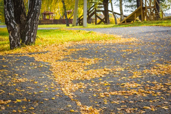 Berken geel bladeren gevallen van boom liggen op asfalt weg op een herfst dag. — Stockfoto