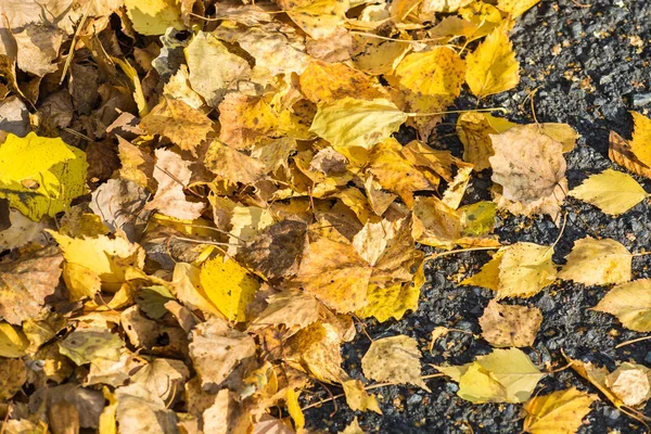 Björk Gula löv fallit från träd ligga på asfaltväg på en höst dag. — Stockfoto