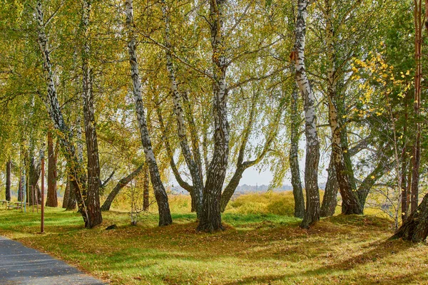 Sarı yaprakları ile büyük huş ağaçları sonbaharda sokak boyunca büyümek. — Stok fotoğraf
