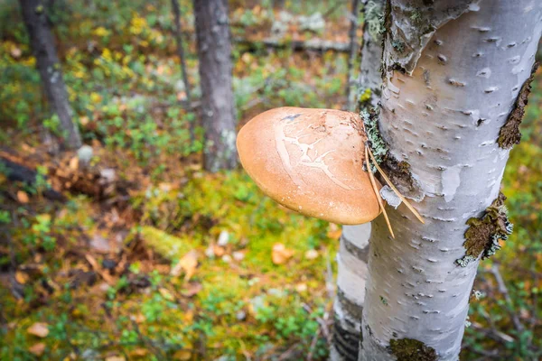 Молодой чага гриб с сосновой иголкой на березе в лесу . — стоковое фото