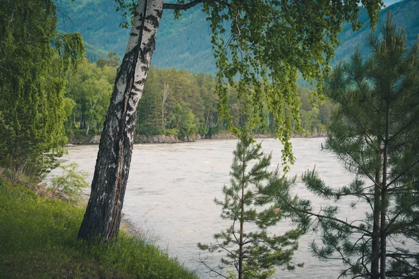 Cracked white birch grows at an angle on the banks of mountain river in the forest. — Stock Image Cracked white birch grows at an angle on the banks of mountain river in the forest. Stock Image