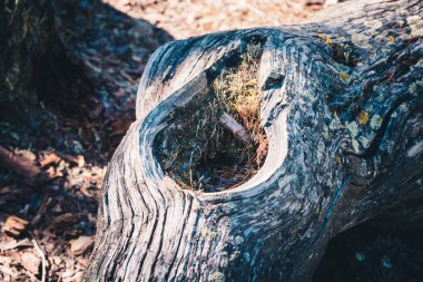 Ormandaki çam ağacının gövdesinde delik.