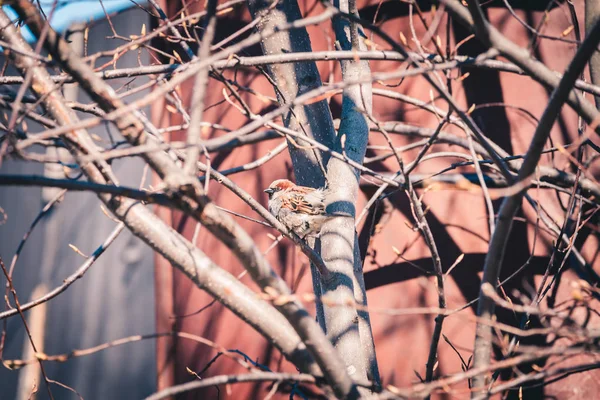 Pardal siberiano se aquece no ramo da árvore no dia ensolarado da primavera . — Fotografia de Stock