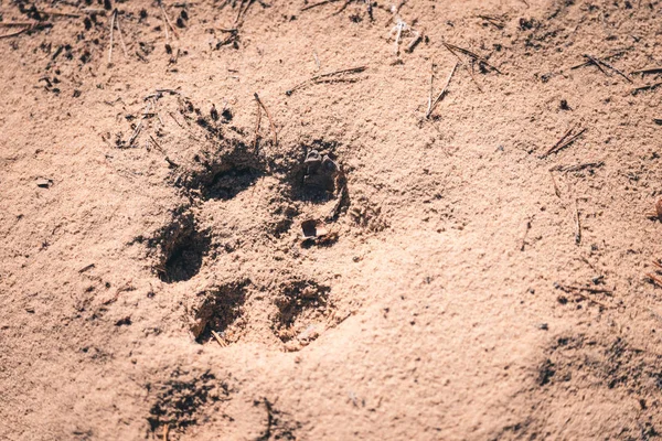 Groot hondenpad op het zand in het bos. — Stockfoto