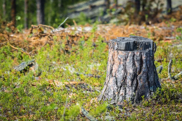 Strong pine tree stump in green forest.