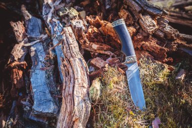 Ormanda devrilen ağaçta mahsur kalan yürüyüş ve seyahat için uzun bıçak.