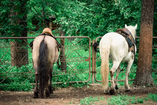 Hermosos caballos están de pie en la valla para alquilar gente alrededor de la ciudad. —  Fotos de Stock