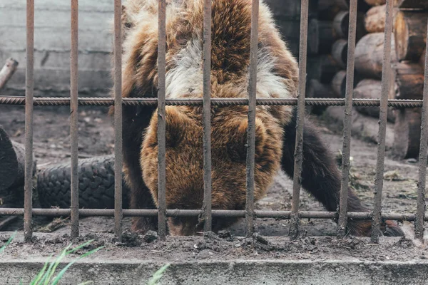 Orso bruno mangia con la faccia in terra dietro le sbarre nello zoo . — Foto Stock
