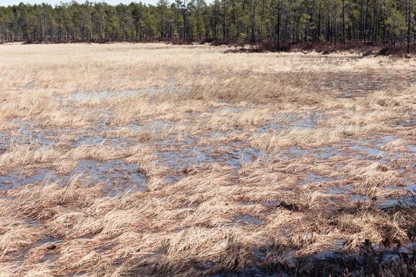 Prados de agua con hierba de manantial en pantano en la zona forestal. — Foto de Stock