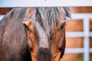 Ahıra doğru sürülen atın hüzünlü bakışı.