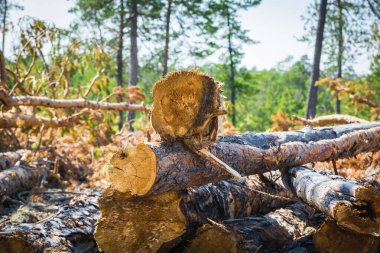 Ormanda yakacak odun için kesilmiş çam ağaçları..