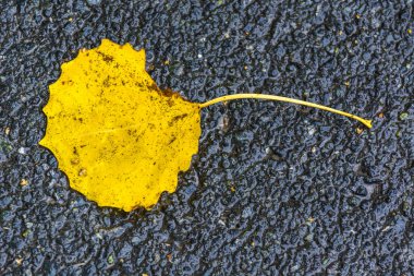 Ağaçtan düşen sarı sonbahar yaprağı asfalt yolda yatıyor.