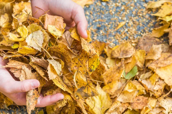Руки дитини тримають сухе осіннє листя, впале з дерева . — стокове фото