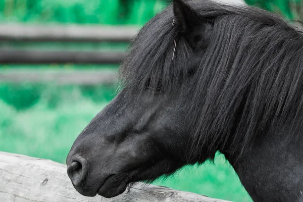 Caballo purasangre negro en corral detrás de valla de madera. —  Fotos de Stock