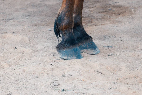 Thin legs with hooves of village horse. — ストック写真