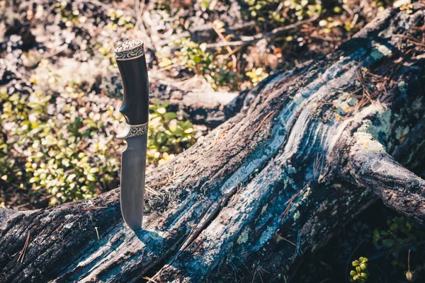 숲속의 타락한 나무에 갇힌 하이킹과 여행을 위한 긴 칼. — 스톡 사진