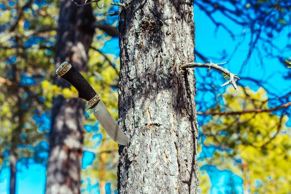 Camping knife stuck in pine tree in the forest.