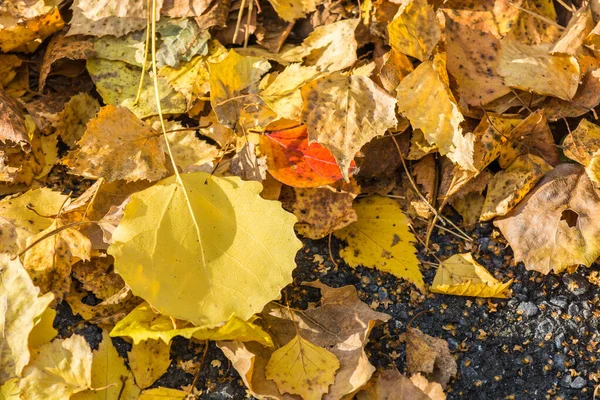 Birch žluté listy spadly ze stromu na asfaltovou silnici v podzimní den. — Stock fotografie