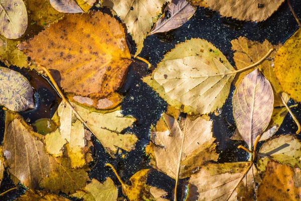 Getrocknete gelbe Birkenblätter fielen ins Wasser und erfroren. — Stockfoto