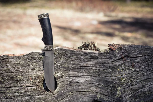 Борьба с ножом для защиты от животных затягивается в сосновую ловушку в лесу . — стоковое фото